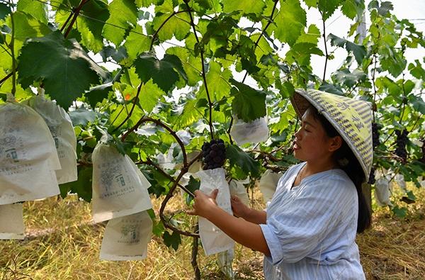 2,葡萄高效種植技術:巨峰葡萄的保花保果技術