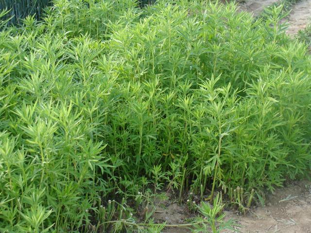 藜蒿叶子为什么不能吃，黎篙叶子可以吃吗（钙含量是牛奶的7倍）