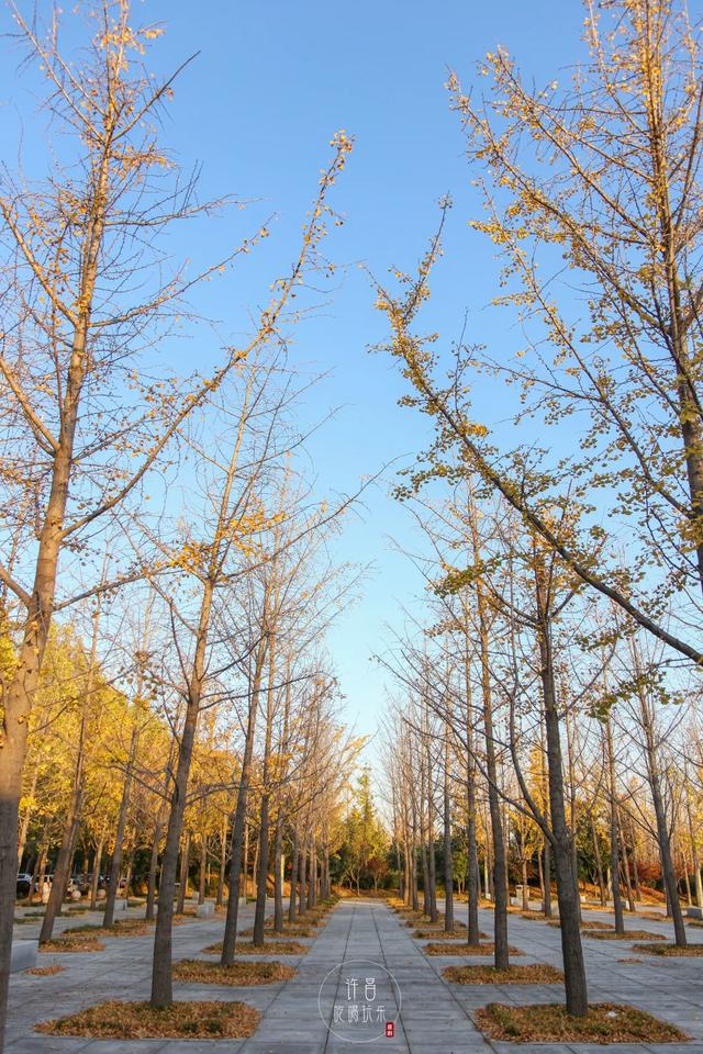 许昌旅游景点有哪些,许昌旅游景点有哪些地方(带你感受专属秋天的浪漫景色) 许昌旅游景点有哪些,许昌旅游景点有哪些地方(带你感受专属秋天的浪漫景色)