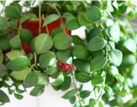 口红吊兰，这种植物别名“口红吊兰”（口红吊兰一年开几次花）