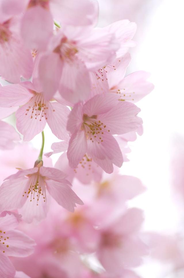 2018樱花系列高清壁纸图，樱花壁纸高清大图（浪漫唯美的樱花壁纸高清呦）