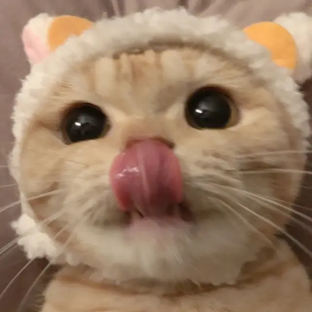 猫咪狗狗头像微信，猫咪狗狗头像（超可爱猫咪狗狗头像）