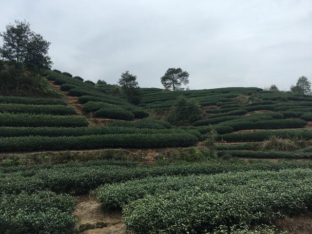 岩茶是什么茶，岩茶是一款什么茶