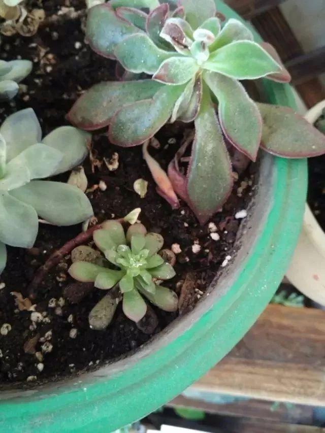 害虫有哪些昆虫，害虫有哪些昆虫介绍（常见害虫的处理和预防技巧）