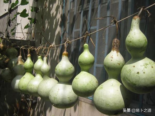 葫芦怎么保存处理，葫芦的保存三种方法（葫芦采摘后的处理刮皮及如何晾晒技巧）