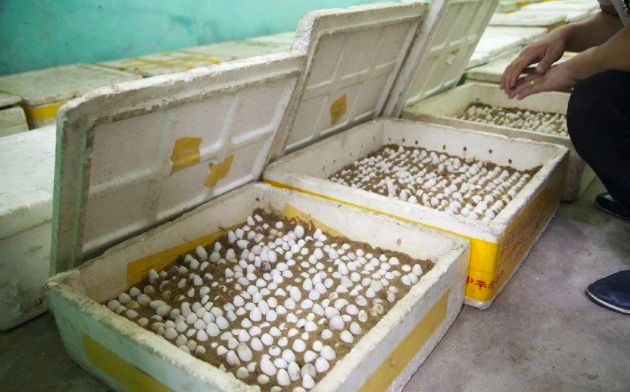 中国哪个省蛇最多，中国繁育最美蛇（300万条蛇出没民居）