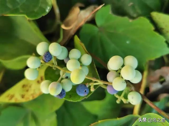 藤本（藤本树电锯人，城市园林或山谷间常见的20种藤本植物