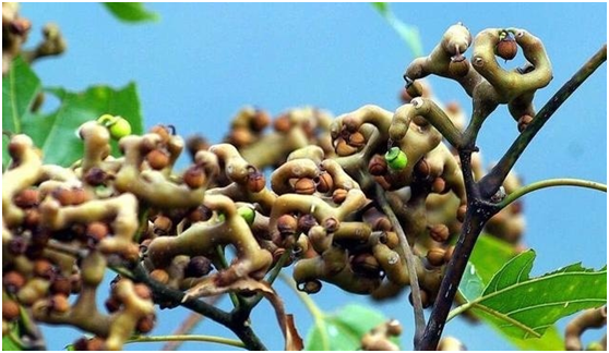 湖南有哪些特色水果，湖南人最全山里野果子