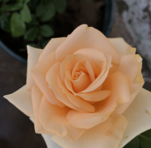 香槟玫瑰，阳台种香槟玫瑰，高贵又仙气（香槟玫瑰和白玫瑰混合花束寓意）