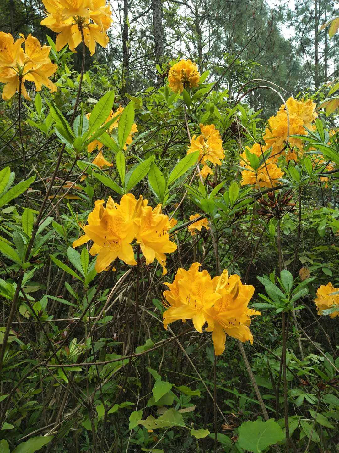 含羞草的外形特点，含羞草的三个特点（这15种“大毒花”）