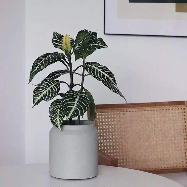 斑马花的修剪方法，学几个小技巧