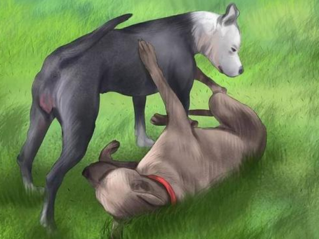 公狗发情怎么办(公犬尿道口黄脓怎么治)