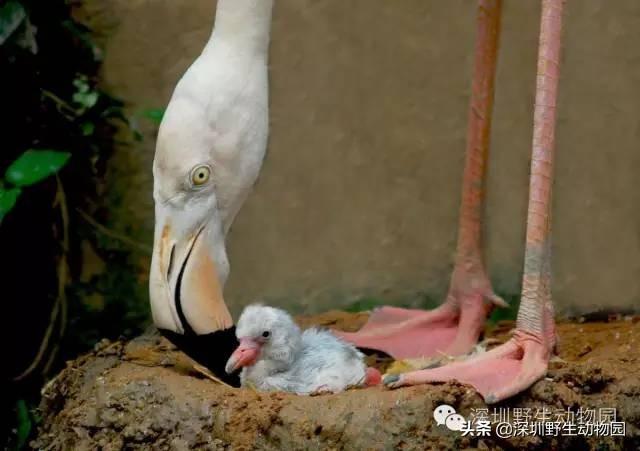 火烈鸟为什么是红色的，火烈鸟为什么是红色（火烈鸟身上的“十万个为什么”）