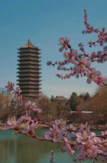 多肉是什么植物，多肉植物是什么植物（中国春天最美15座大学）