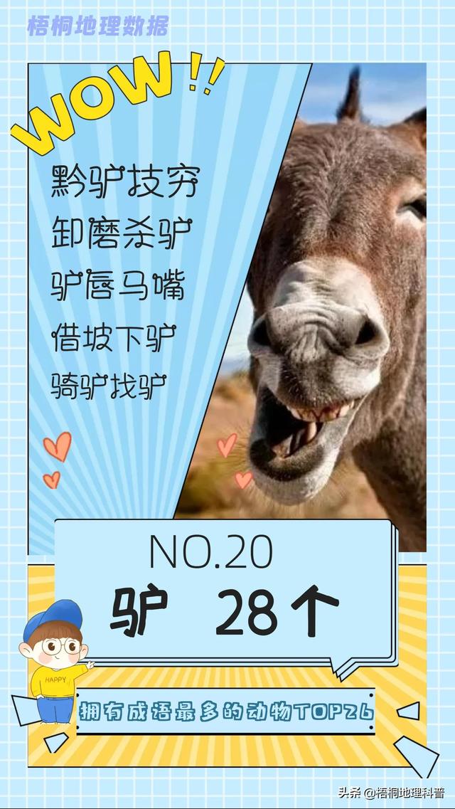 关于猫的词语有多少个，关于猫的词语有多少个词语（盘点哪种动物拥有的成语最多）