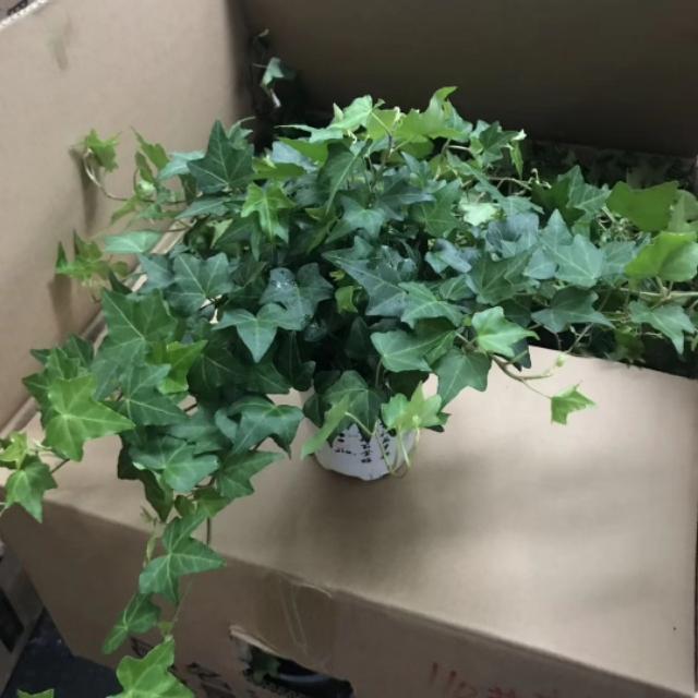 常春藤的作用与功效是什么，常春藤的作用与功效是什么样的（日常养护要点）