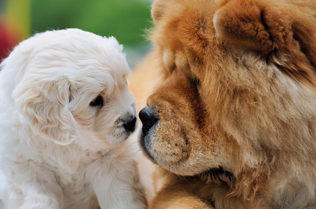 最认主人的狗排名，最认主人的狗排名是怎样的（它们一生只认一位主人）