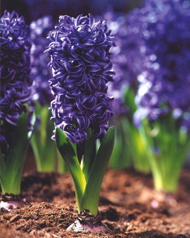 女人什么颜色钱包旺财，女人用什么颜色的钱包招财（家里养这几种花）