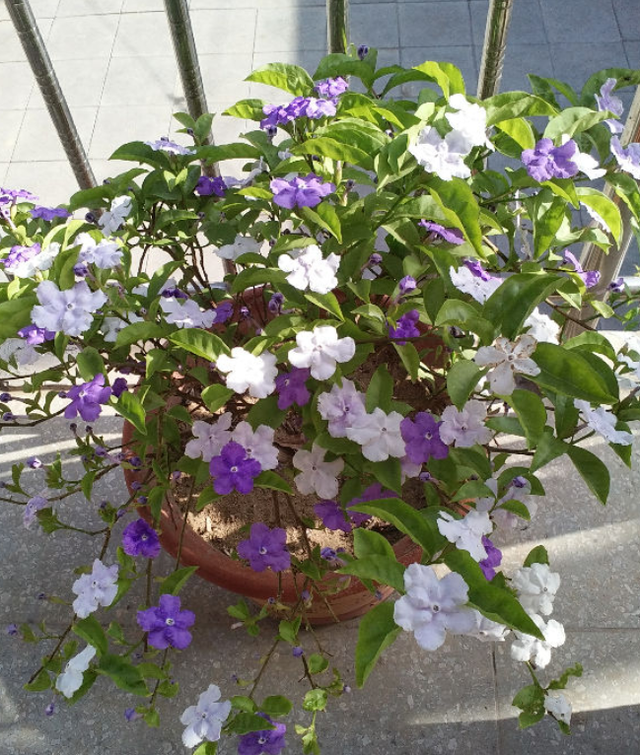 紫茉莉（紫茉莉花），农村院里的3种茉莉花（紫茉莉 茉莉）