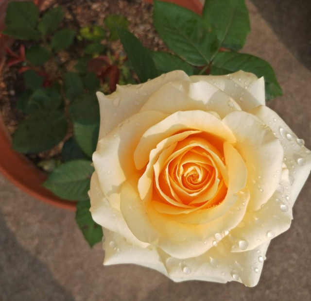 香槟玫瑰，阳台种香槟玫瑰，高贵又仙气（香槟玫瑰和白玫瑰混合花束寓意）