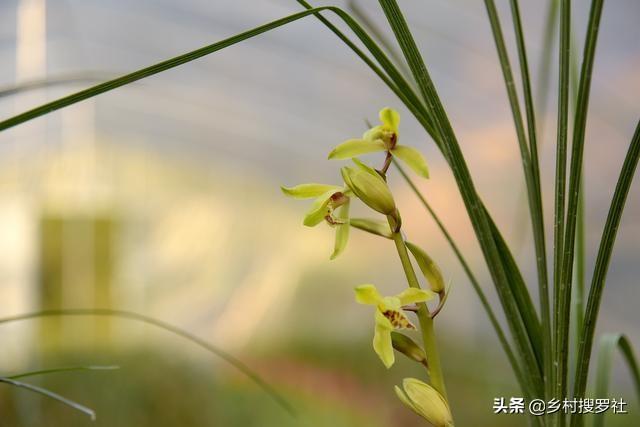 兰花几天浇一次水，新手养的兰花多久浇一次水（比磷酸二氢钾效果更好）