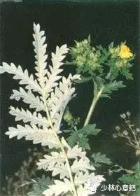 白牛胆的功效与作用，白牛胆的功效与作用禁忌（中药图片大全与功效）