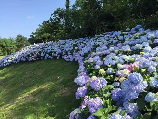 5月有什么花开，5月有什么花开,花语是什么（一个比一个开得艳）