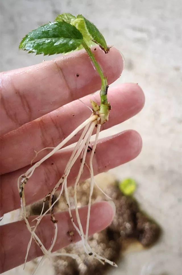 在进行月季扦插时我们应该选择有什么的月季枝条(月季扦插选择枝条)