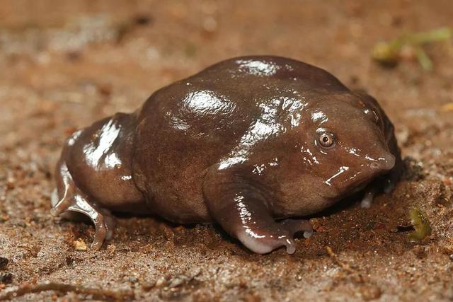 角蛙有毒吗，黄金角蛙有毒吗（透明的青蛙、7.6毫米长的青蛙、14种造型奇特的青蛙种类）