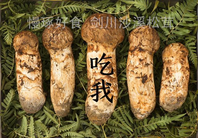 松茸菇的功效与作用，松茸菇（松茸——秋冬进补最好的野生菌）