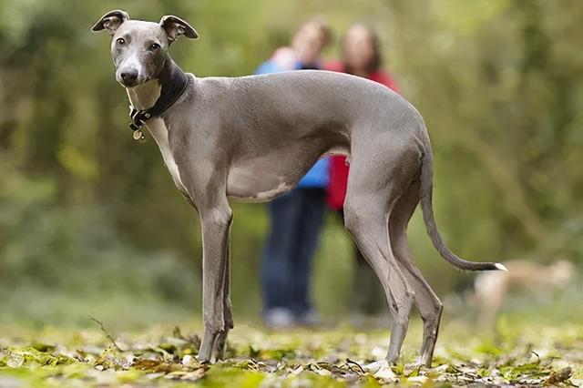 惠比特犬，惠比特犬<Whippet>（惠比特犬一只多少钱）