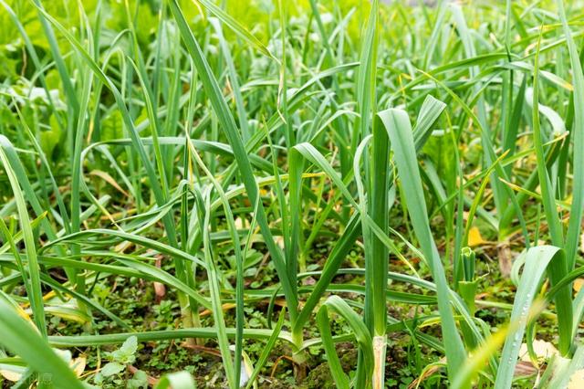 适合秋天种植的蔬菜，秋天种什么菜比较适合（秋季栽种这6种蔬菜）