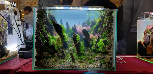 水草造景教程，简单水草造景图片（鱼缸造景比赛作品欣赏）