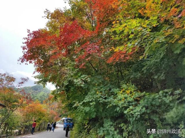 枫叶的特点，最佳观赏期还要等一等……（枫叶长什么样子）