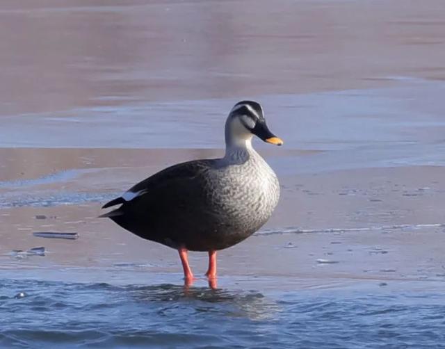 野鸭的种类有哪些，野鸭子有哪几种（TA就是野鸭中最靓的仔）