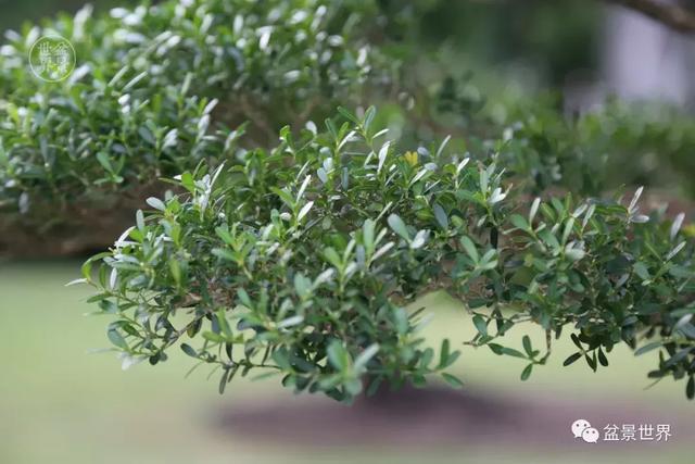 黄杨木盆景养护注意事项，怎样养黄杨木盆景（一组黄杨盆景精品欣赏）