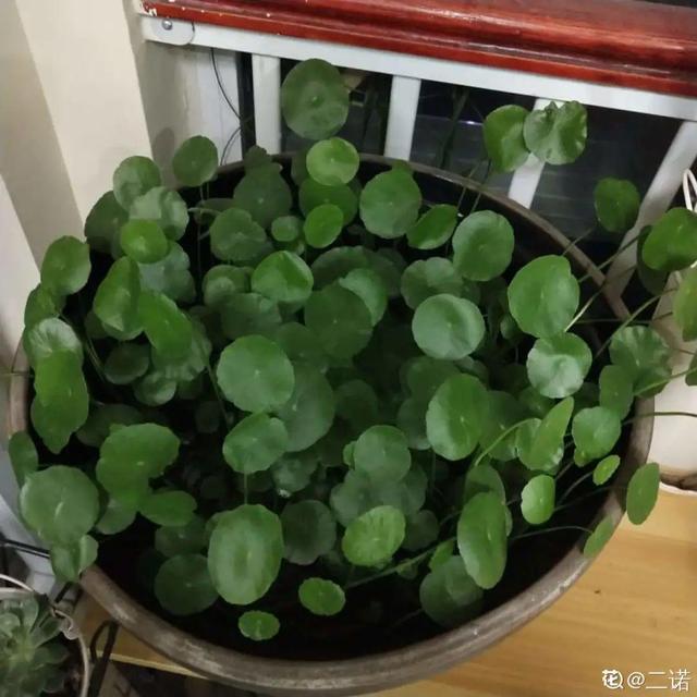 虎刺梅生虫怎么解决，虎刺梅长虫子怎么办（离太近都不好）