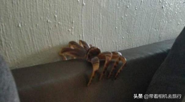5秒吓死人的照片，仔细一看发现虚惊一场！