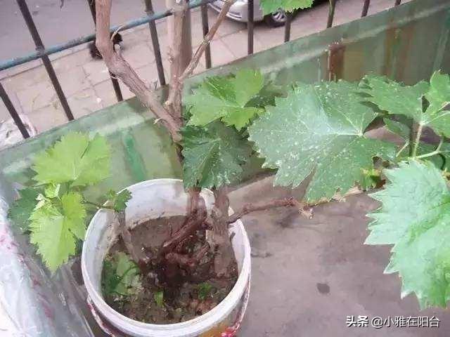 葡萄苗种植方法，葡萄苗怎么种植（盆栽葡萄这样养）