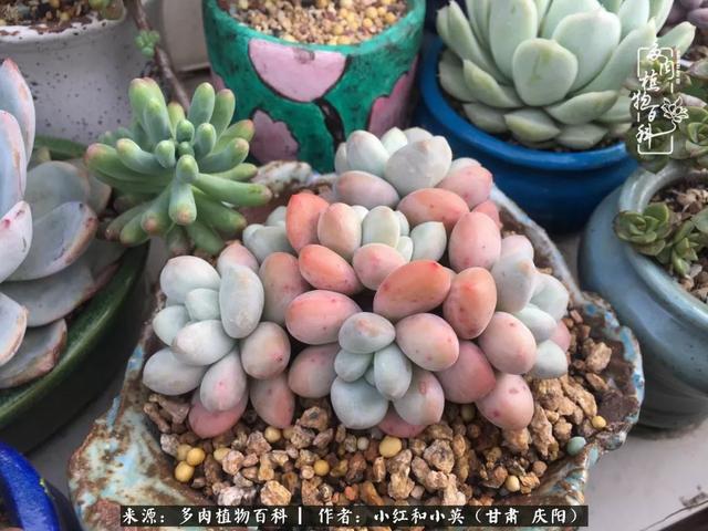 姐妹情深的句子，姐妹情深的句子简短（赏娇媚多肉，忆姐妹情深）