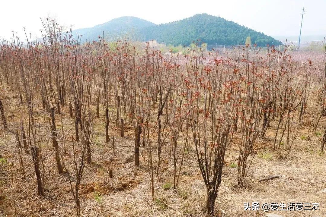 种植什么赚钱(投资1000元养殖)