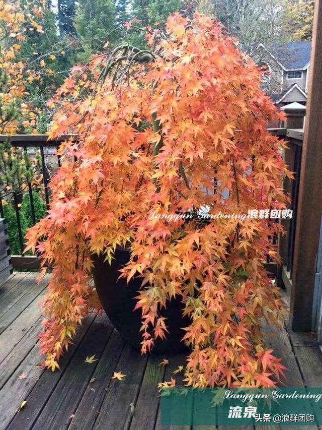 什么样的枫树填空。，什么的枫树填空词语二年级（增添了花园四季色彩之美）