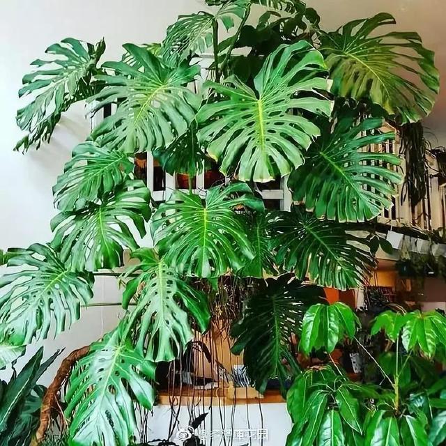 适合家里养的32种花，家里养什么花好（”家居盆花100种）