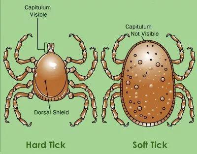 防止蜱虫爬身上涂抹什么，被蜱虫咬了擦什么药膏（又是一年春来到）