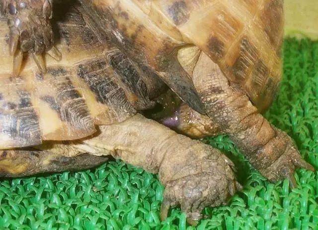 俄罗斯陆龟是什么龟，俄罗斯陆龟是什么龟类（又叫俄罗斯陆龟）