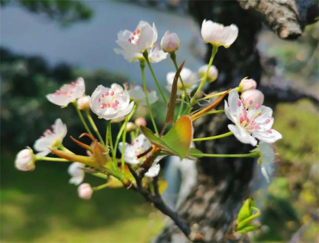 梨花几月份开花，梨花几月几号开始开花