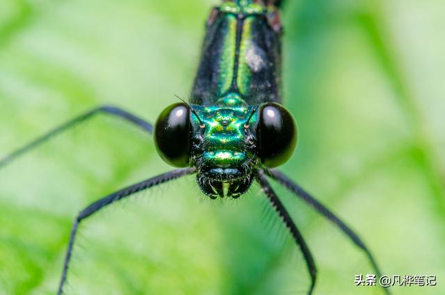 d7000景深预览按钮在哪儿，尼康d7000景深预览按钮在哪里（微距摄影的最佳相机设置）