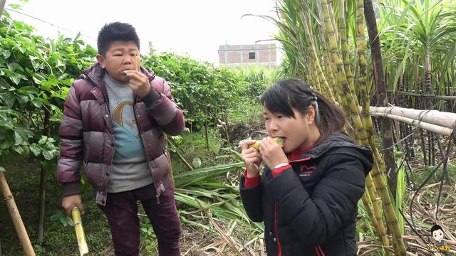 小伙带你看四种品种的甘蔗，黄皮甘蔗和黑皮甘蔗哪个长得高