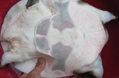 家常炖甲鱼，家常炖甲鱼窍门（营养滋补的炖甲鱼家庭版做法）