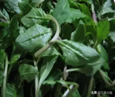 碱蓬菜的功效与作用，碱蓬的功效与作用（山野菜大全）